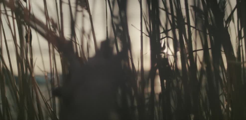 A hand is parting a stand of tall pampas grass as someone walks toward a shoreline
