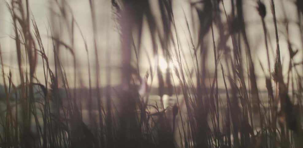 Grass bristles in the wind as the sun shines