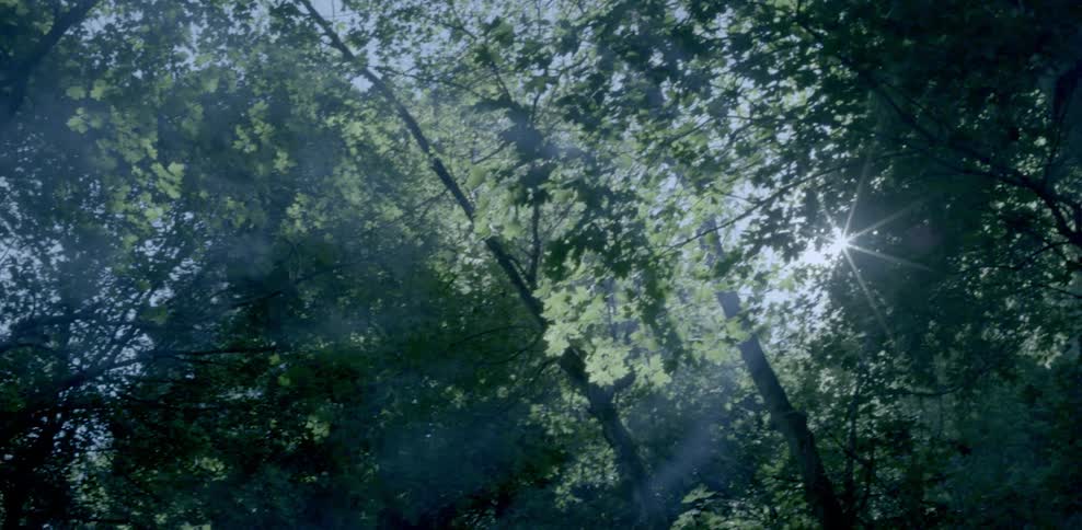Smoke pours through the trees towards a bright light