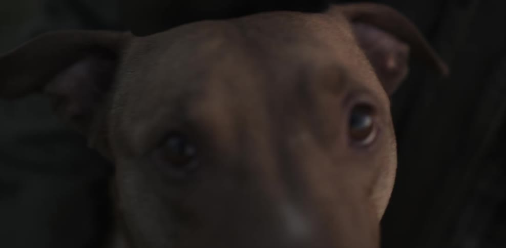 Dog licking its lips and nose
