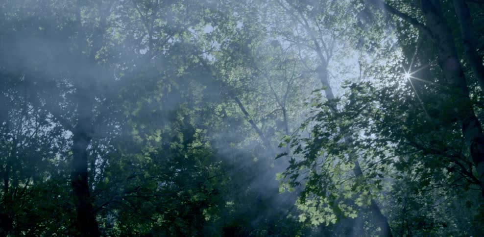 Sun shining through some trees showing a smoky atmosphere