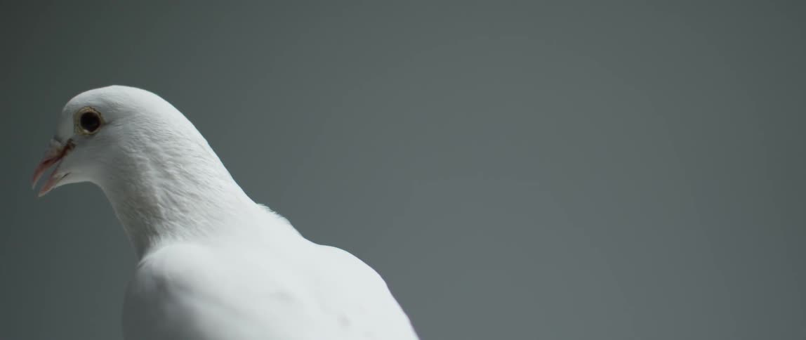 Close up of a white bird