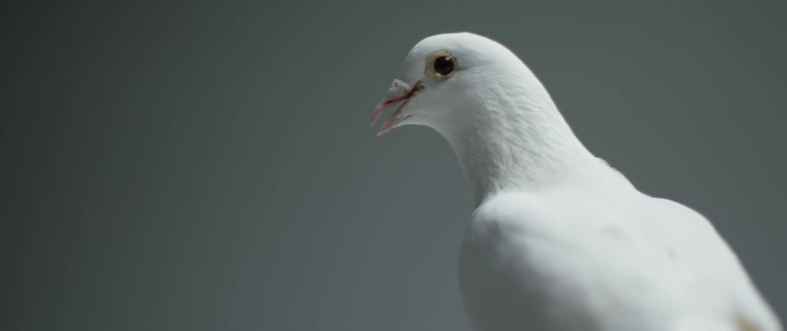 Closeup of a dove with a gray background
