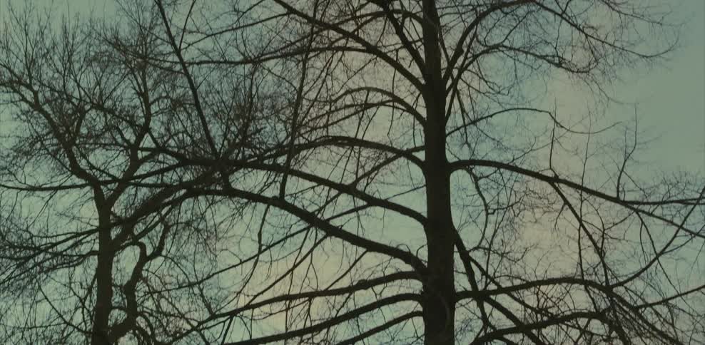 Bare trees branches against a blue sky