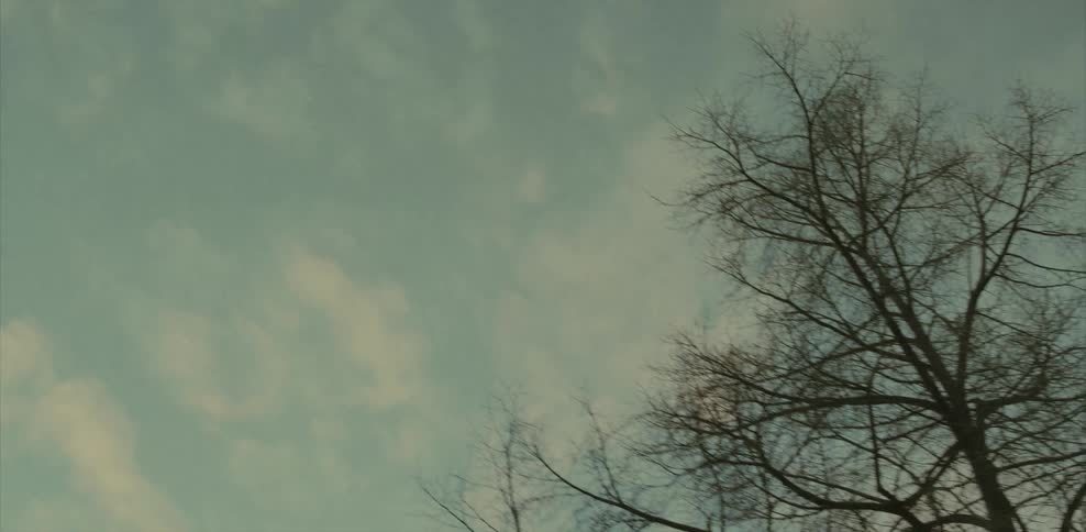 The trees are bare in the cloudy sky