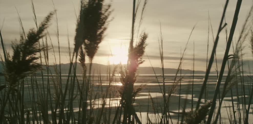 Grass bristles in the wind as the sun shines