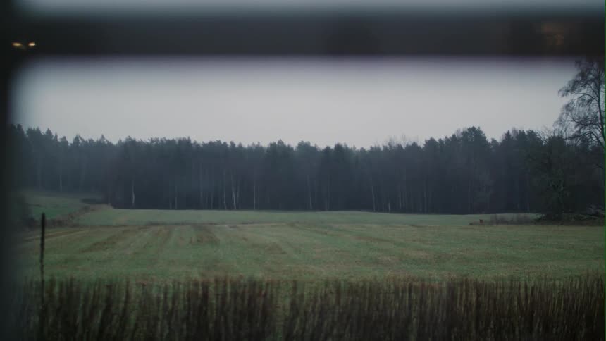 The field leads to very tall trees