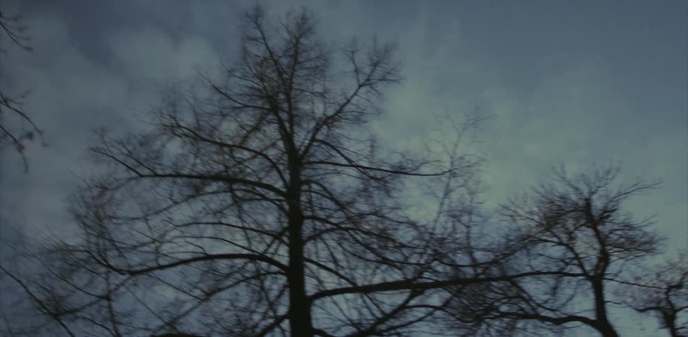 Tree branches stretch up to the sky on a cloudy morning