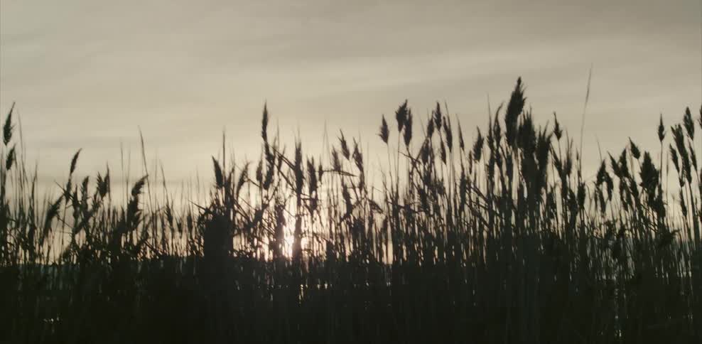 Grass bristles in the wind as the sun shines