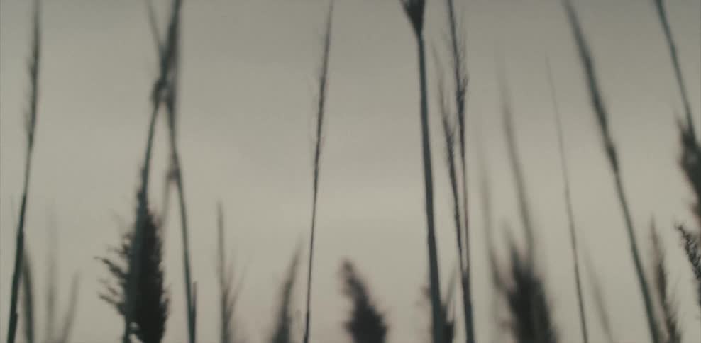 Grass bristles in the wind as the sun shines