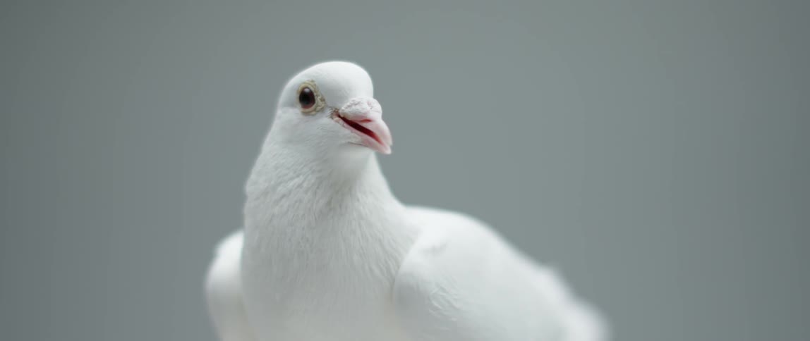 A white bird sits