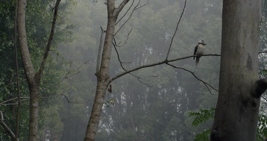 A bird sits on a branch in a forest