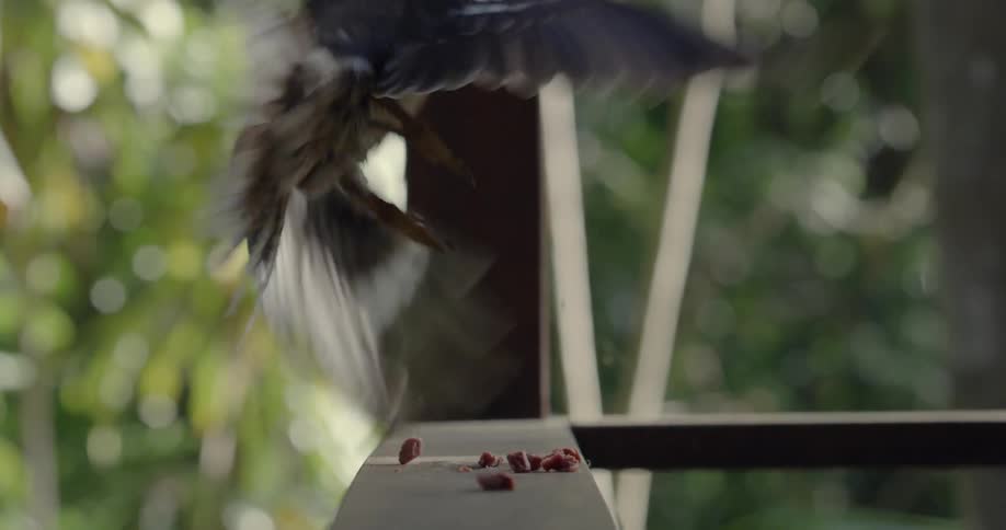 A bird flies off from a perch