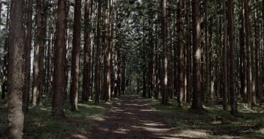 A dirt path leads into a forest