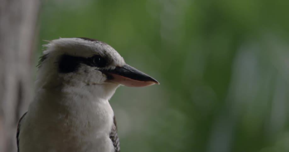 A bird sits perched