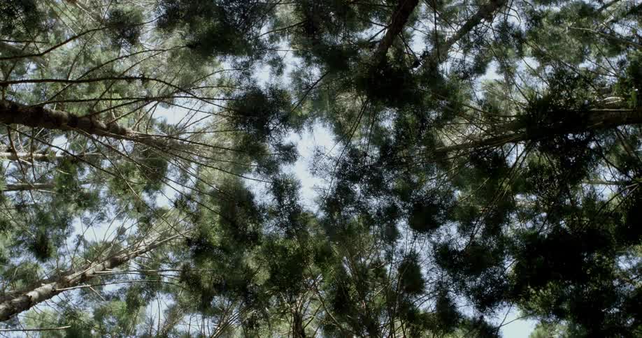 The forest has many trees covering the sunny sky