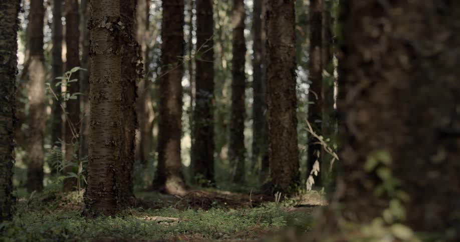 Many trees line the forest