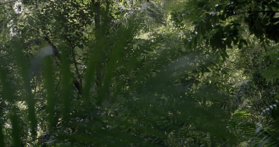 Leaves cover a tree in a forested area