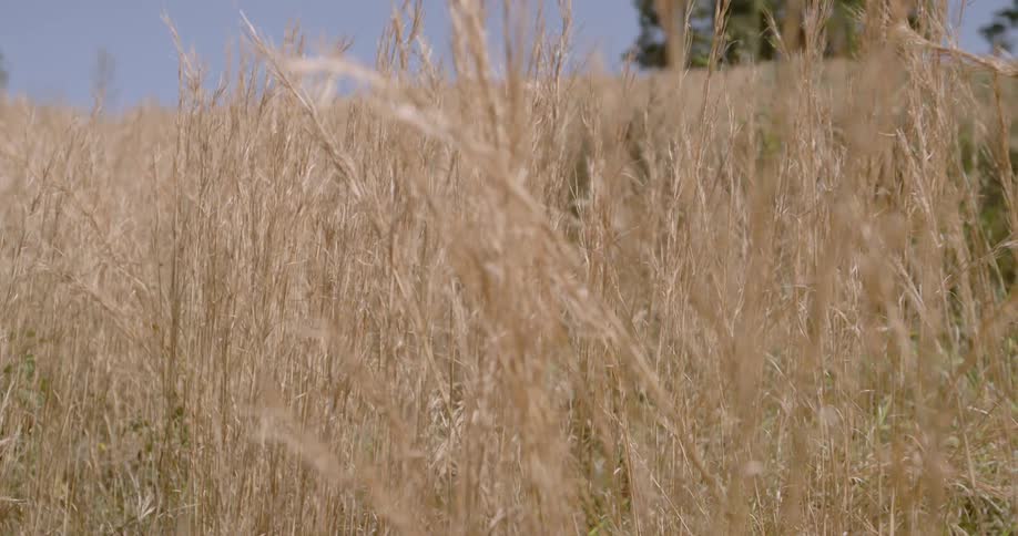 The field is covered with tall yellow grass