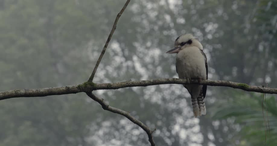 Bird perched on a tree twig in the woods