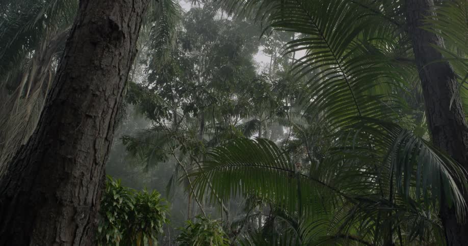 The forest is lush and full of fog