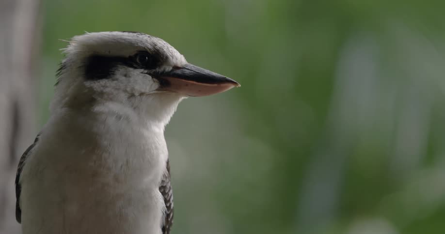A woodpecker turns and caws