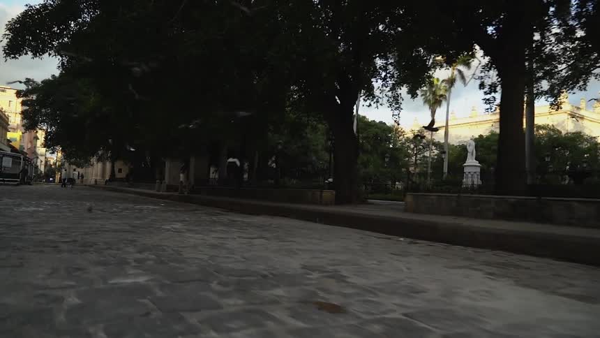 Pigeons fly in a city park at sunset