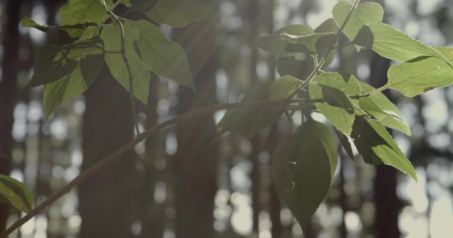 The sun casts rays of light on the leaves a the end of a tree branch