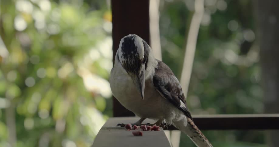 A bird lands and eats a pellet of food