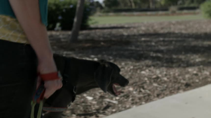 Woman and her dog walking along on a sunny sidewalk