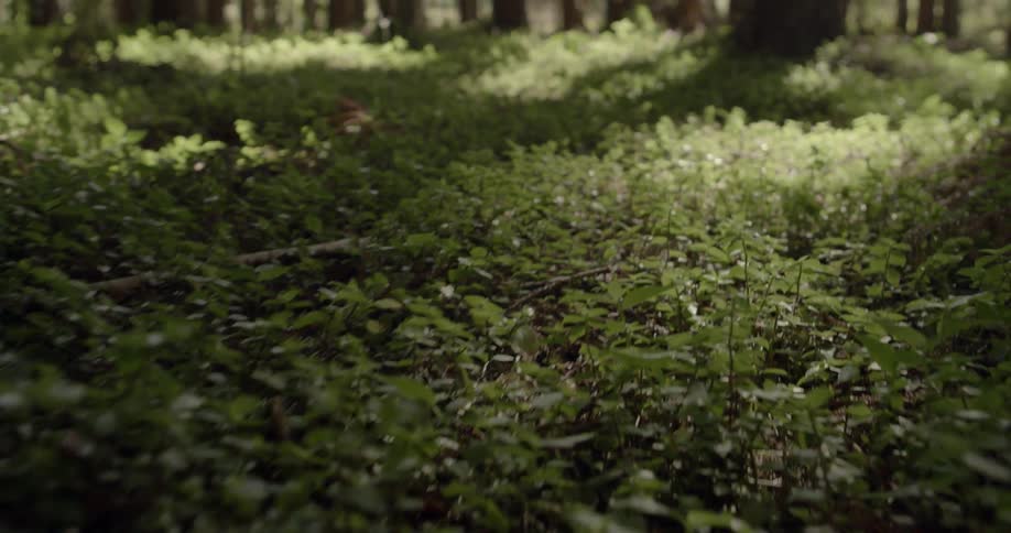 Grass and weeds on a forest floor