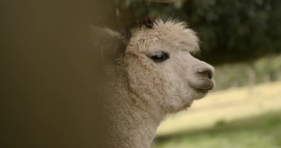 Close up of a llama's face