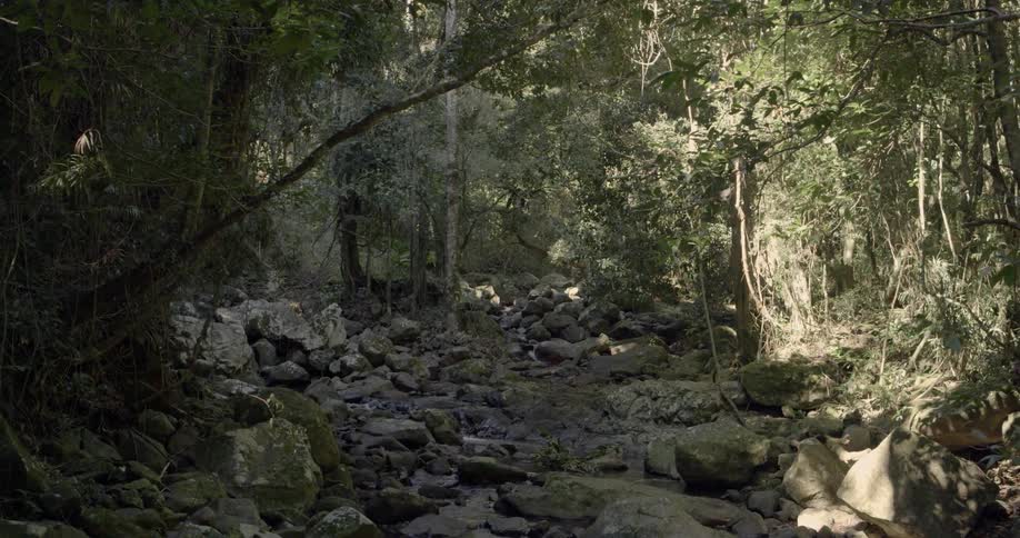 Rocks cover the ground in a forest