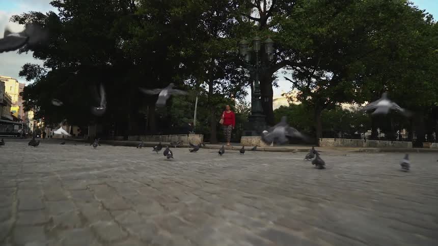Flock of pigeons flying in a city park