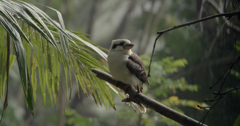 A bird is perched on the small branch
