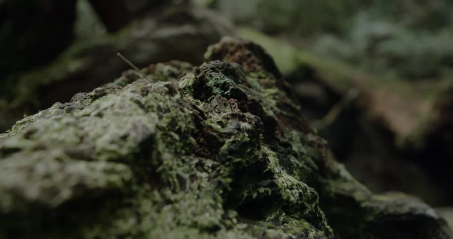 Lichen and moss grow on a decaying fallen tree