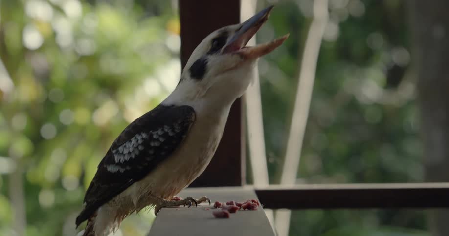 A bird on a porch railing picks up and eats a bit of food