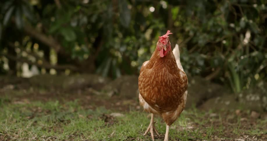 A chicken is standing on the grass