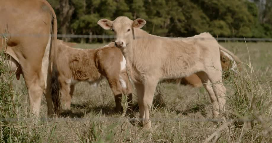 A calf standing in a field with a herd is swishing its tail