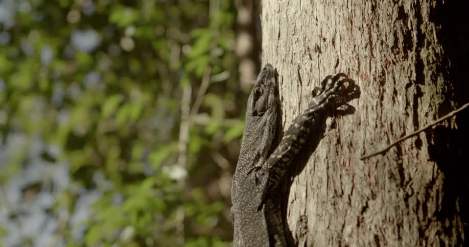 A lizard is crawling up a tree