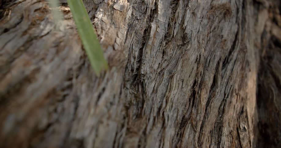 The tree bark has small bugs crawling