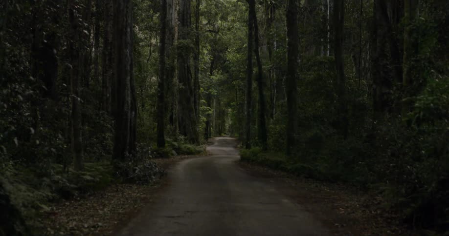 A roads leads into a forest