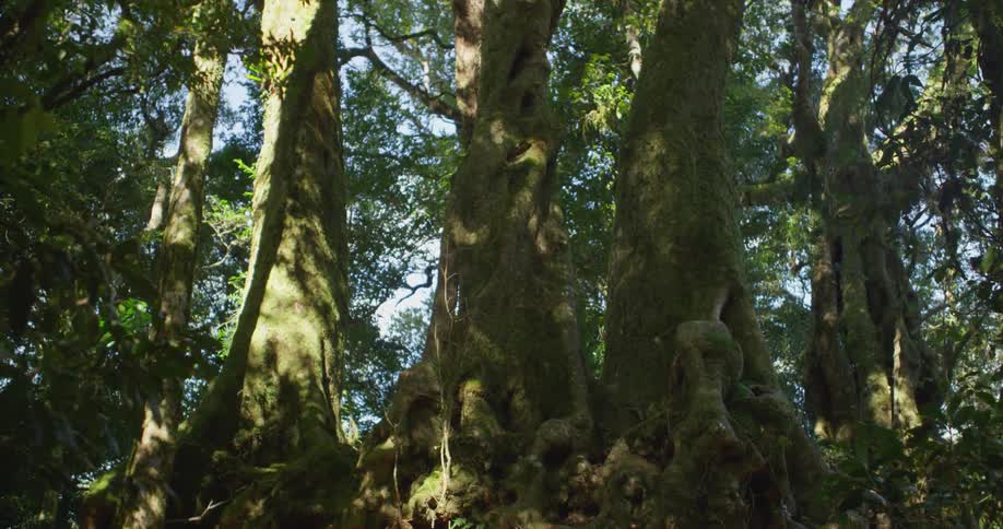The tall trees have their roots above ground