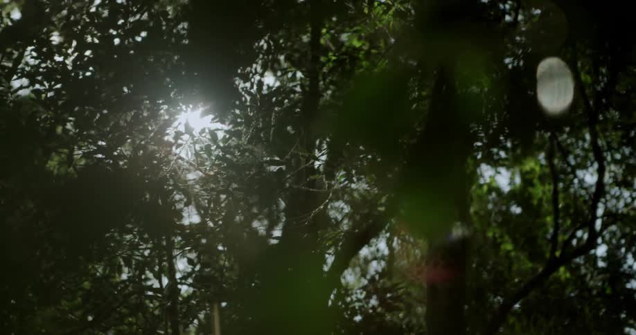 Sunlight shines through tree branches