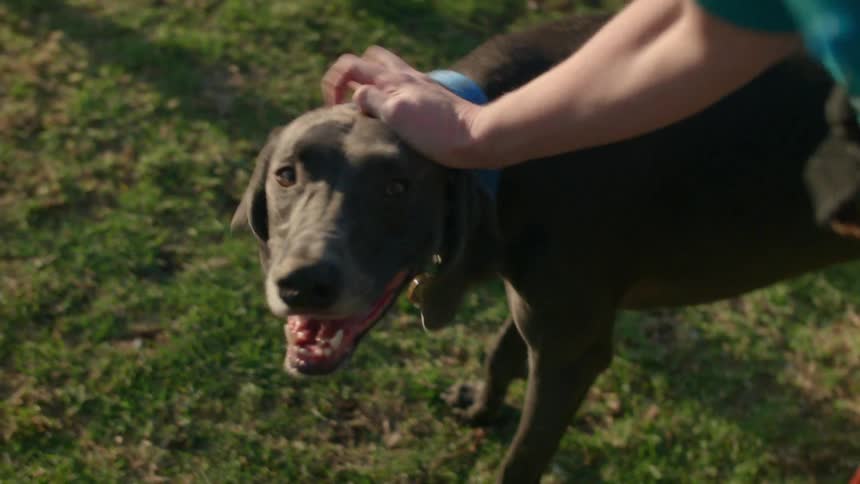 Woman petting a dog outside