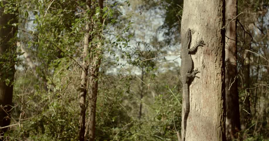 A lizard clings to the side of a tree and crawls upwards