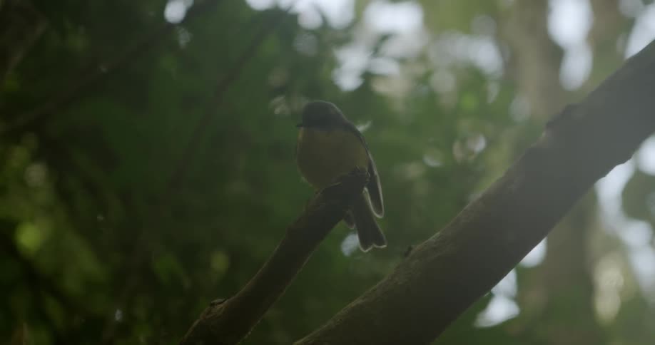 A bird sits perched on a tree branch