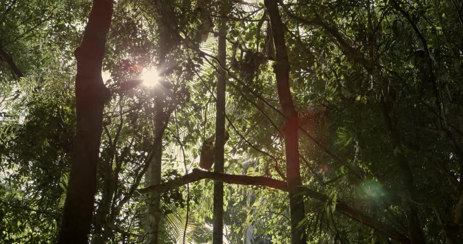 Sunlight shines through tree branches and leaves in a forest