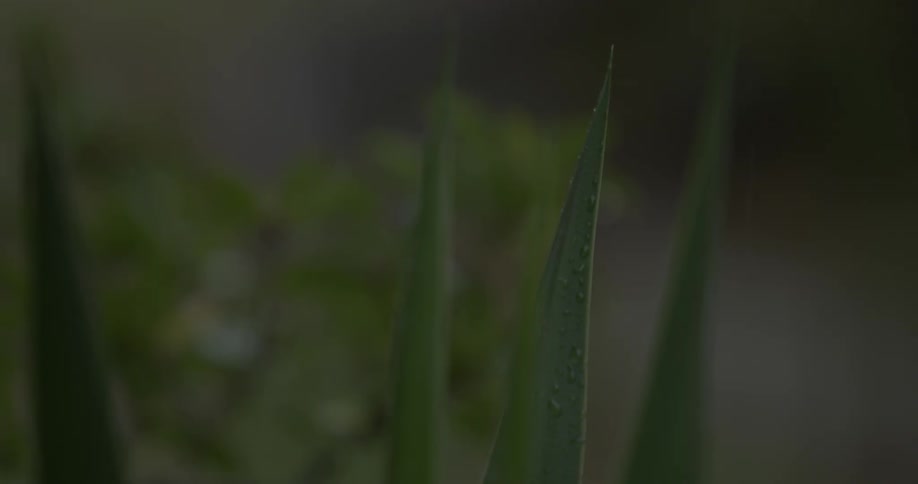 The blades of grass are small and green