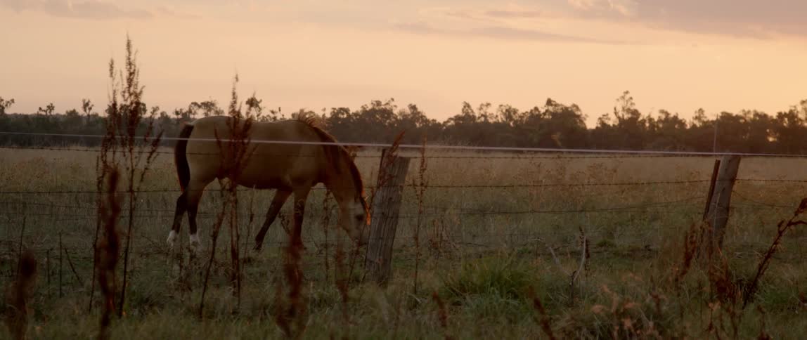 A horse grazes near a fence at dawn